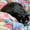 2010-11-27 Chatte du desert_l.jpg